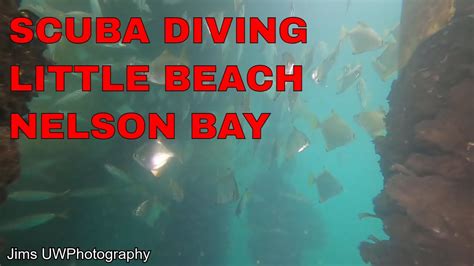 scuba diving  beach nelson bay youtube