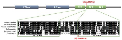 ijms free full text the fkbp4 gene encoding a regulator of the