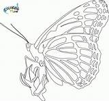 Coloring Butterfly Monarch Pages Kids Drawing Beautiful Butterflies Comments Bing Printable sketch template