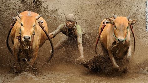 A Jockey Spurs The Cows As They Race In Pacu Jawi On