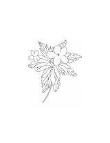 Buttercup Coloring Flower Spring Small sketch template