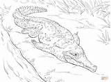 Crocodile Orinoco Krokodil Colorare Coccodrillo Ausmalbild Nile Ausmalbilder Cocodrilo Disegno Crocodiles Orinoko Ausdrucken Kostenlos sketch template