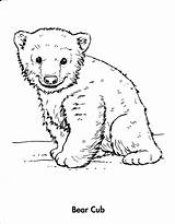 Bear Coloring Pages Cubs Polar Baby Animals Cub Drawing Winter Chicago Bears Line Grizzly Drawings Animal Printable Wolf Draw Color sketch template