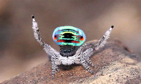 The Peacock Spider Has A Mating Dance That Is So Effective That Even I