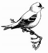Goldfinch Coloring Pages American Bird Clipart Eastern Cliparts Supercoloring Color Library sketch template