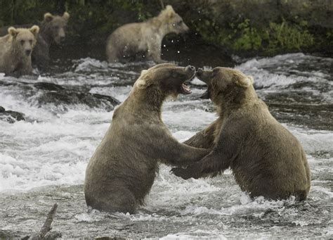 bears  katmai national park alaska