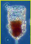 Afbeeldingsresultaten voor "stylicauda Platensis". Grootte: 132 x 185. Bron: www.marinespecies.org