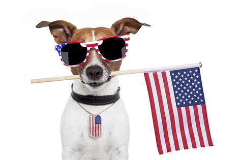 happy fourth  july red caine  flag animal sunglasses usa