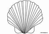 Shell Coloring Seashell Clam Pages Drawing Scallop Printable Oyster Color Getdrawings Getcolorings Pa Reddit Email Twitter Print sketch template