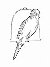 Budgie Parrot sketch template