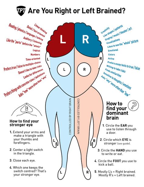 brain dominance theory enotes blog