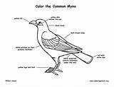 Myna Common Bird Coloring Diagram Labeling Drawings Exploringnature sketch template