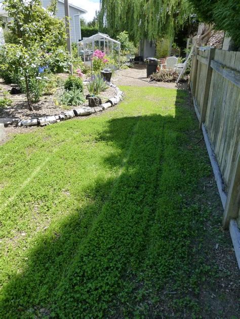 mowing   micro clover backyard mowing gardening blog