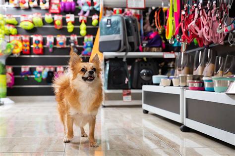 cute outfits holistic treats    nova pet stores elevate pet care