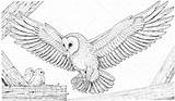 Owl Barn Owls Prey Barbagianni Ausmalbilder Eulen Preda Suoi Schleiereule Supercoloring Brut Bringt Fang Designlooter Ausmalbild sketch template
