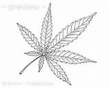 Marijuana Coloring Leaf Pot Cannabis Plant Adult Jane Mary Printable Pages Drawing Line Color Instant Drawings Herb Medicinal Designlooter 21kb sketch template