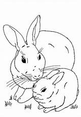 Lapin Lapins Coloriages Iepurasi Colorat Rabbits Bunnies Bestof Fattoria Desene Coloringtop Damy Iepuri Konijn Animes Imagini Benjaminpech Colora Tutti sketch template