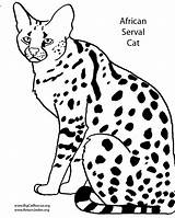 Coloring Pages Wild Dog African Serval Drawing Cats Cat Wildcat Wildcats Getdrawings Getcolorings Printable Book Color Animals Skip sketch template