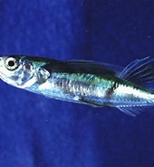 Afbeeldingsresultaten voor "parexocoetus Mento". Grootte: 170 x 185. Bron: fishillust.com