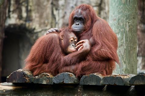 orangutan  endangered earthorg