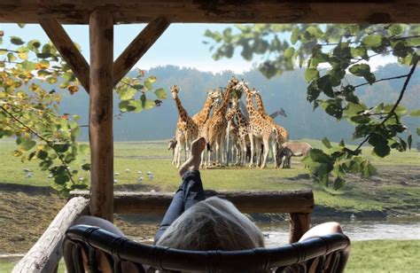 roompot safari resort beekse bergen nederlandvakantieparknl