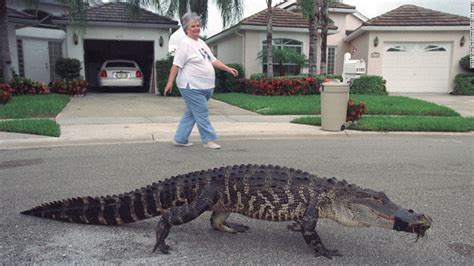 florida alligators rarely killers central to state s identity