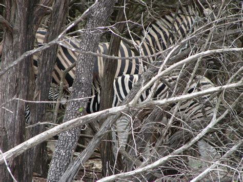 zebras black  white stripes  white  black stripes