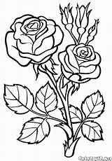 Coloring Pages Rose Print Colorkid Kids Young Big Flowers sketch template