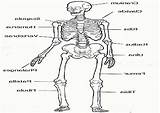 Skeletal Coloring Skeleton sketch template
