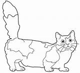 Munchkin Chats Manx Minou sketch template