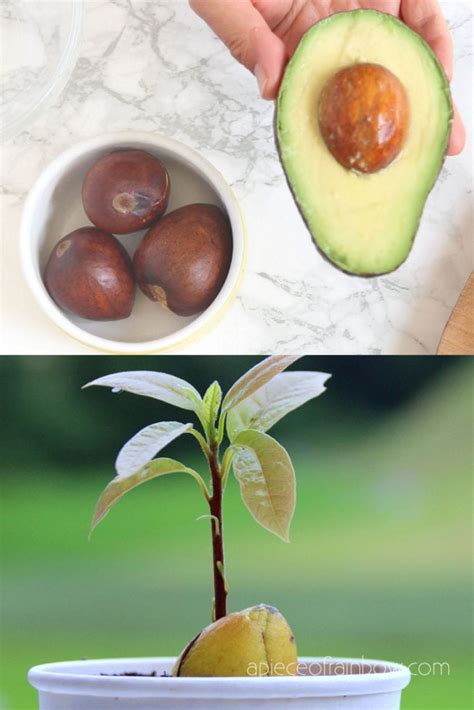How To Grow Avocado From Seed 2 Easy Ways Grain Of Sound