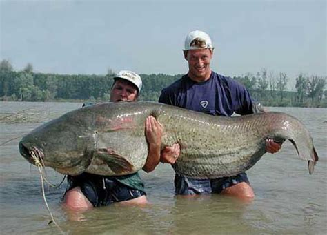 adsown  big fish catches