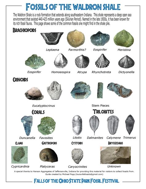 printable fossil identification chart