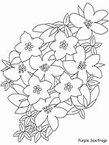 Flower Saxifrage Fleurs Stampare Coloratutto Mazzo Realistic Stampa Natur Adulti Ragazzi Disegnidacolorareperadulti Malva Kategorien sketch template