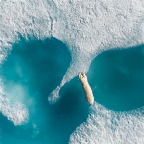 terrifying images captured   drone travelfuntu fotografia drone urso polar