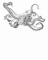 Octopus Vulgaris sketch template