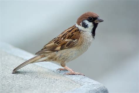 filetree sparrow august  osaka japanjpg wikimedia commons