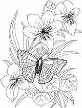 Coloring Butterfly Pages Flower Printable sketch template