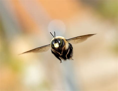 nailed  focus   flying bee rpics