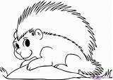 Porcupine Coloring Pages Colouring Porcupines Printable Print Az Color Azcoloring Designlooter Clipart Getcolorings Library 06kb 675px sketch template