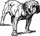 Coloring Bulldog sketch template