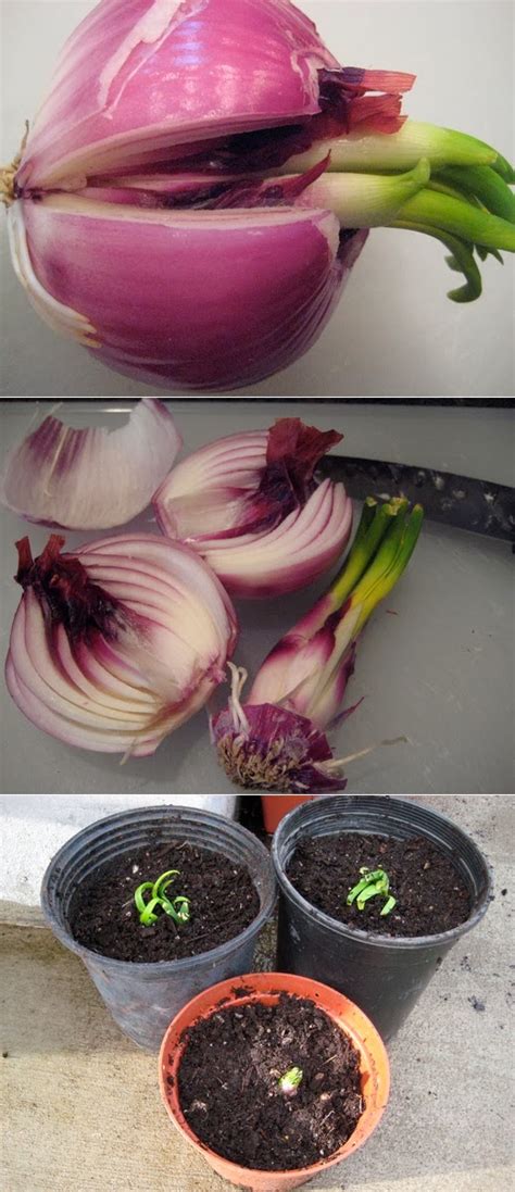 grow sprouted onions