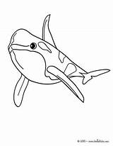 Bottlenose Dolphin Orcas Ballenas Orque Orca Ballena Baleia Desenho Ausmalen Axolotl Coquillage Print Hellokids Designlooter Wal Danieguto sketch template