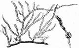 Liverwort Bryophytes Liverworts Oer Commons sketch template
