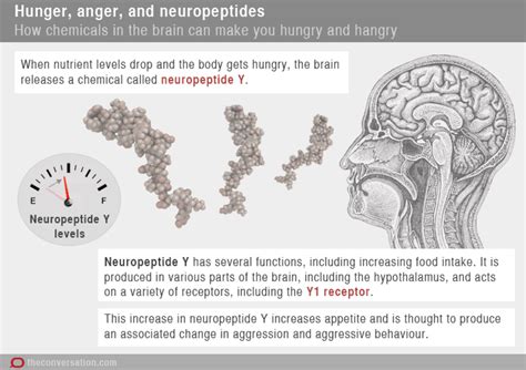 the science of ‘hangry or why some people get grumpy when they re hungry iflscience