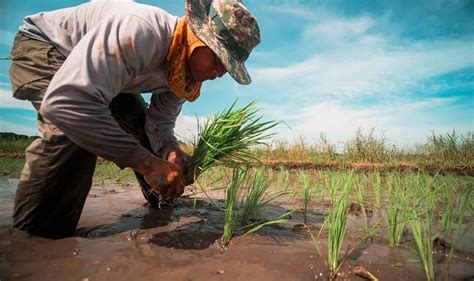 riceup empowering filipino farmers asia agriculture