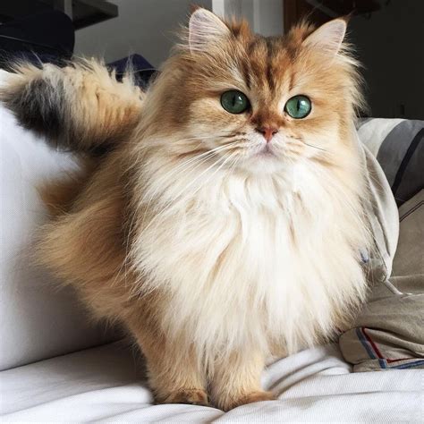 magnificently fluffy cat  part fox love meow