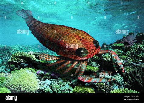 pterygotus pre historic sea scorpion stock photo alamy