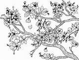 Cherry Blossom Wiosna Sadzie Mewarnai Blossoms Sakura Bunga Kolorowanka Ausmalbilder Erwachsene sketch template