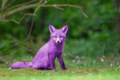 malware purple fox jest teraz jeszcze bardziej zlosliwy